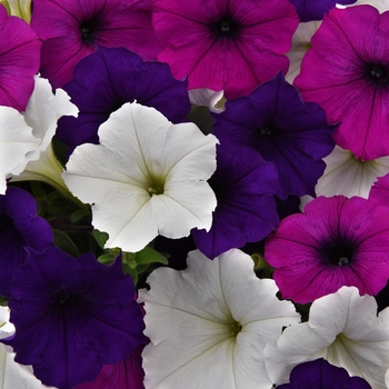 Petunia - Easy Wave® 'Great Lakes Improved' Petunia - Easy Wave® 'Great Lakes Improved'