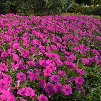 Petunia - Easy Wave® 'Neon Rose' Petunia - Easy Wave® 'Neon Rose'