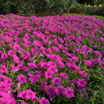 Petunia - Easy Wave® 'Neon Rose'