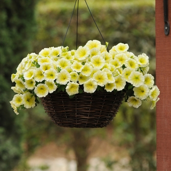 Petunia - Easy Wave® 'Yellow' Petunia - Easy Wave® 'Yellow'