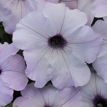 Petunia - Easy Wave® 'Silver' Petunia - Easy Wave® 'Silver'