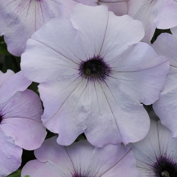 Petunia - Easy Wave® 'Silver'