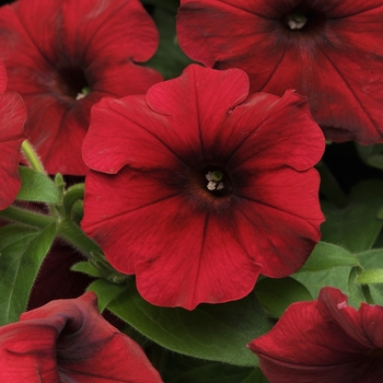 Petunia - Easy Wave® 'Red Velour' Petunia - Easy Wave® 'Red Velour'