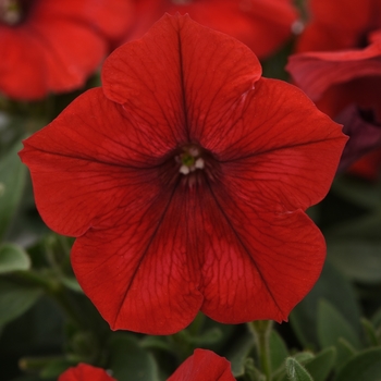 Petunia - Easy Wave® 'Red'