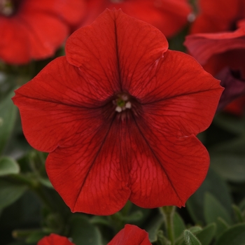 Petunia - Easy Wave® 'Red' Petunia - Easy Wave® 'Red'