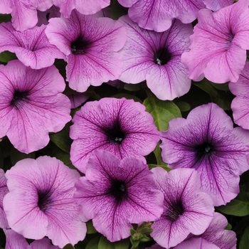 Petunia - Easy Wave® 'Plum Vein' Petunia - Easy Wave® 'Plum Vein'