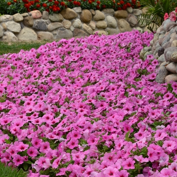 Petunia - Easy Wave® 'Pink Passion' Petunia - Easy Wave® 'Pink Passion'