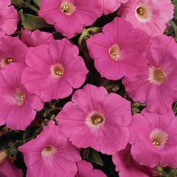 Petunia - Easy Wave® 'Pink' Petunia - Easy Wave® 'Pink'