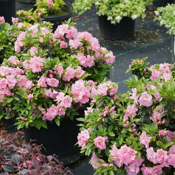 Rhododendron (Reblooming Azalea) - Perfecto Mundo® 'Double Pink'
