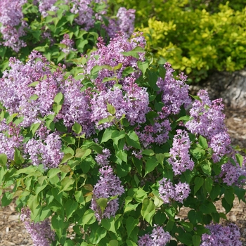 Syringa x hyacinthiflora - Lilac