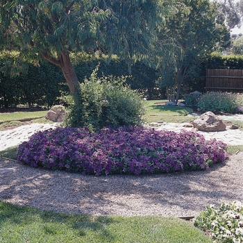 Petunia - Dreams™ 'Sky Blue' Petunia - Dreams™ 'Sky Blue'