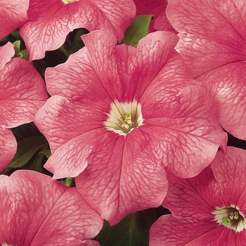 Petunia - Dreams™ 'Salmon' Petunia - Dreams™ 'Salmon'