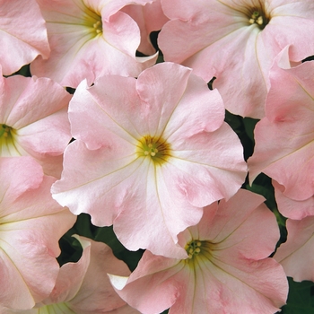 Petunia - Dreams™ 'Appleblossom' Petunia - Dreams™ 'Appleblossom'
