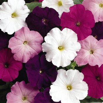 Petunia - Madness® 'Waterfall Mixture' Petunia - Madness® 'Waterfall Mixture'