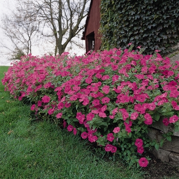 Petunia - Tidal Wave® 'Hot Pink' Petunia - Tidal Wave® 'Hot Pink'