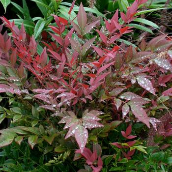 Nandina domestica - Obsession™ Nandina domestica - Obsession™