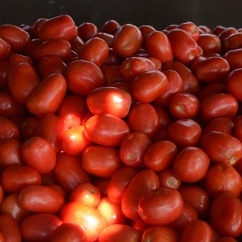 Lycopersicon esculentum - 'Roma' Plum Tomato Lycopersicon esculentum - 'Roma' Plum Tomato