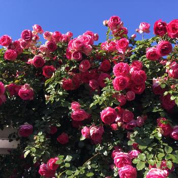 Rosa (Climbing Rose) - Eden Climber® 'Pretty in Pink'