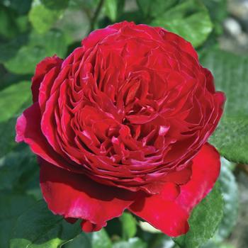Rosa - 'Rouge Royale™' Rose