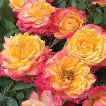 Rosa (Rose) - Sunblaze® Rainbow