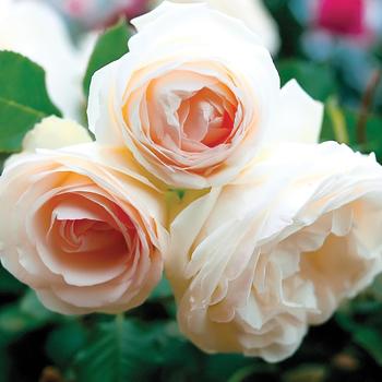 Rosa - 'White Eden®' Rose