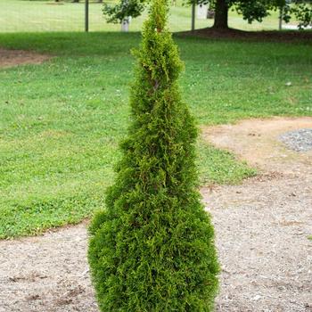 Thuja occidentalis - 'Emerald Squeeze™' Arborvitae