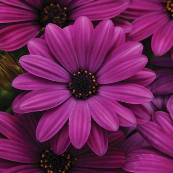 Osteospermum ecklonis - Akila® 'Purple'