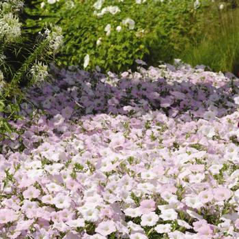 Petunia - Wave® 'Misty Lilac' Petunia - Wave® 'Misty Lilac'