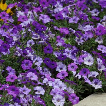 Petunia - Shock Wave™ 'Denim' Petunia - Shock Wave™ 'Denim'