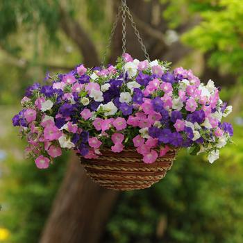 Petunia - Shock Wave™ 'Spark Mix' Petunia - Shock Wave™ 'Spark Mix'