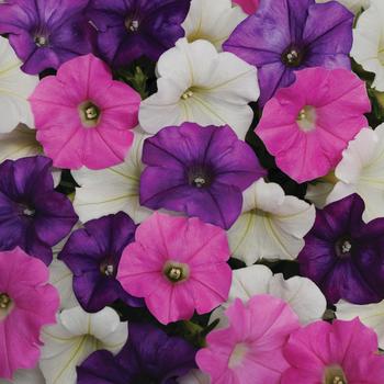 Petunia - Shock Wave™ 'Volt Mix' Petunia - Shock Wave™ 'Volt Mix'