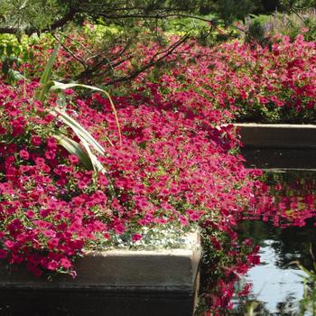 Petunia - Tidal Wave® 'Cherry' Petunia - Tidal Wave® 'Cherry'