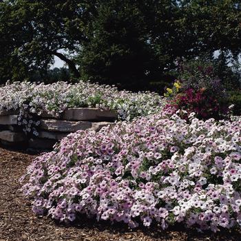 Petunia - Tidal Wave® 'Silver' Petunia - Tidal Wave® 'Silver'