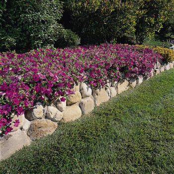Petunia - Wave® 'Lavender' Petunia - Wave® 'Lavender'