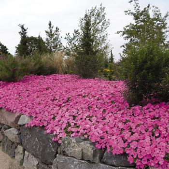 Petunia - Wave® 'Pink' Petunia - Wave® 'Pink'