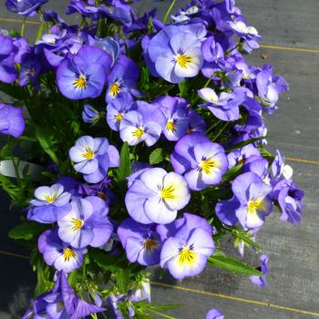 Viola cornuta 'Halo Sky Blue' (Viola) - Halo Sky Blue Viola Viola cornuta 'Halo Sky Blue' (Viola) - Halo Sky Blue Viola