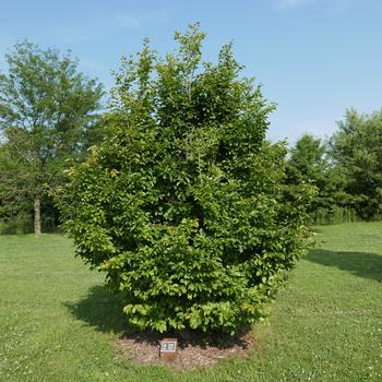 Parrotia persica - Persian Spire™ Parrotia persica - Persian Spire™