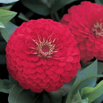 Zinnia elegans - Zinnia Zinnia elegans - Zinnia
