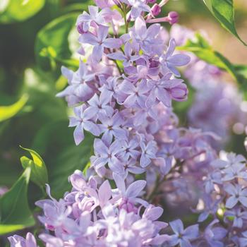 Syringa vulgaris - New Age™ Lavender Lilac Syringa vulgaris - New Age™ Lavender Lilac