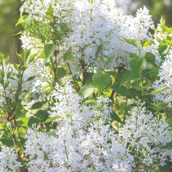 Syringa vulgaris - 'New Age White' Lilac