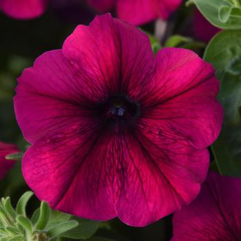 Petunia - Madness® 'Burgundy' Petunia - Madness® 'Burgundy'