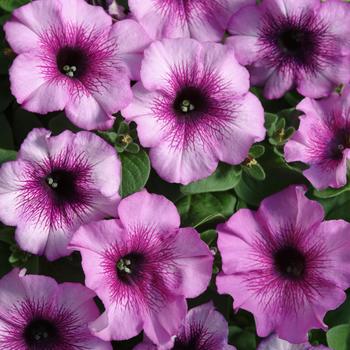 Petunia - Madness® 'Plum Crazy Improved' Petunia - Madness® 'Plum Crazy Improved'