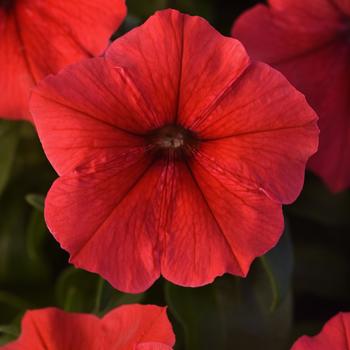 Petunia - Madness® 'Red'