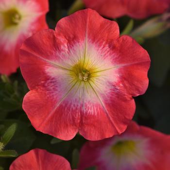 Petunia - Madness® 'Red Morn' Petunia - Madness® 'Red Morn'
