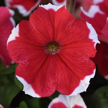 Petunia - Madness® 'Red Picotee' Petunia - Madness® 'Red Picotee'