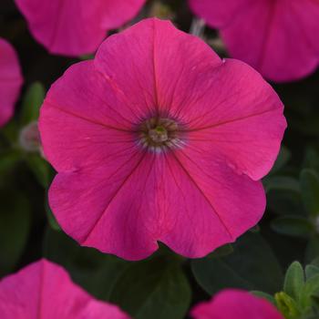 Petunia - Madness® 'Rose' Petunia - Madness® 'Rose'