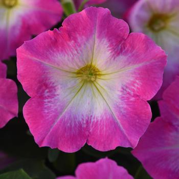 Petunia - Madness® 'Rose Morn' Petunia - Madness® 'Rose Morn'