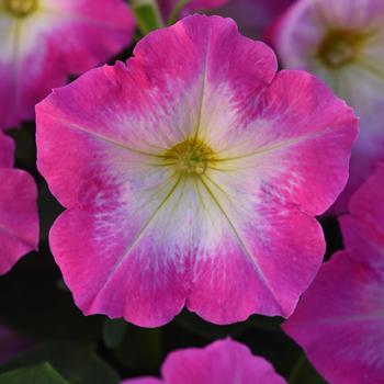 Petunia - Madness® 'Rose Morn'