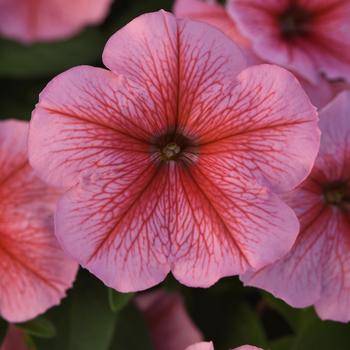 Petunia - Madness® 'Spring' Petunia - Madness® 'Spring'