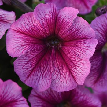 Petunia - Madness® 'Sugar' Petunia - Madness® 'Sugar'
